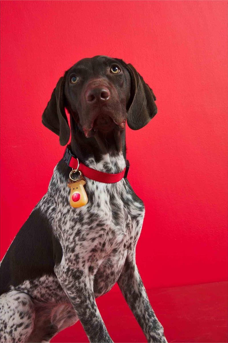 xmas lightup dog collar charm