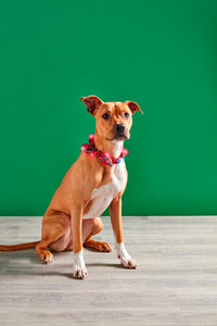 tartan lightup dog collar